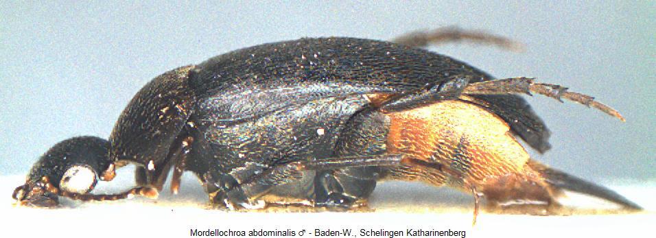 mordellochroa_abdominalis_sa.jpg