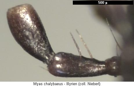 myas_chalybaeus_ts.jpg