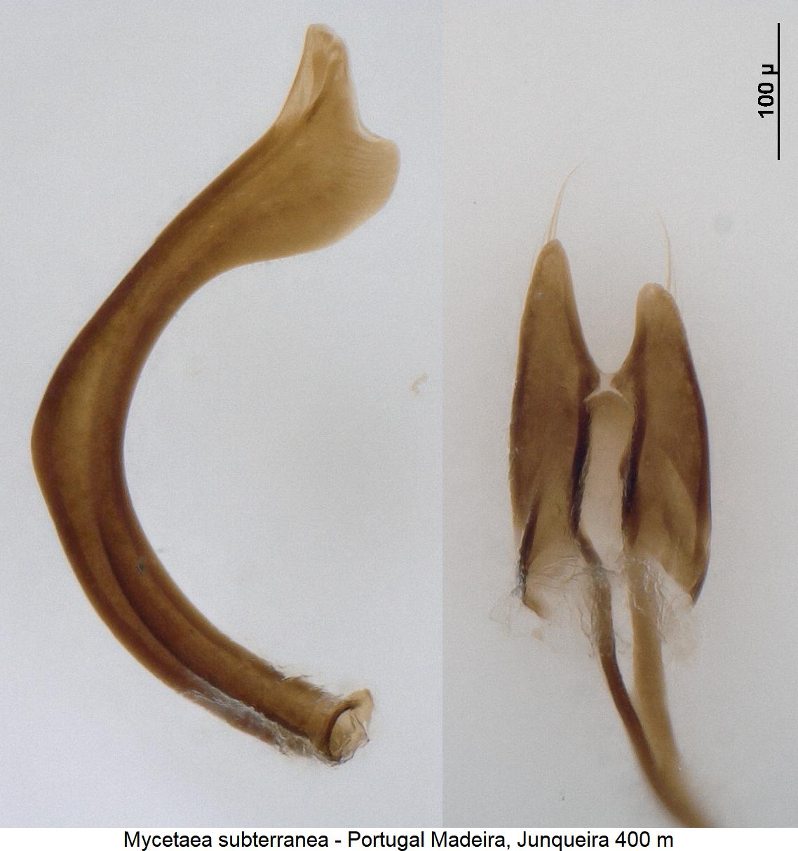 mycetaea_subterranea1.jpg