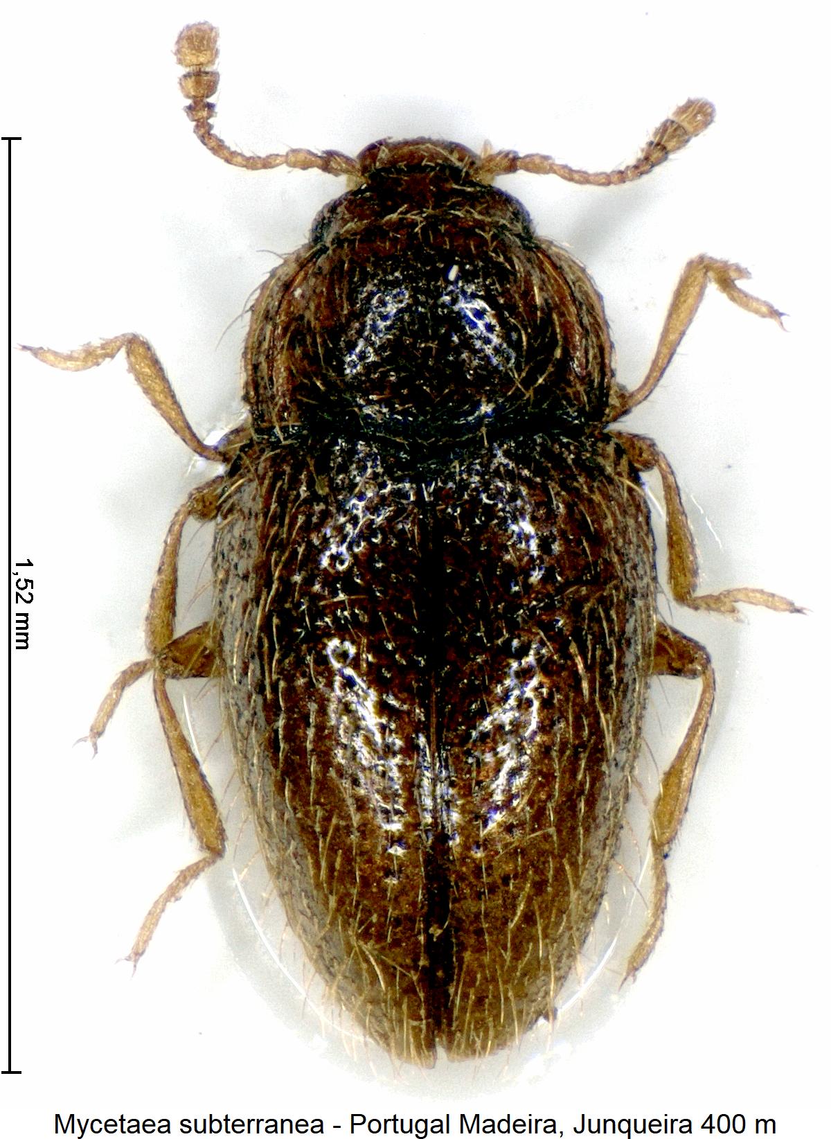 mycetaea_subterranea_hab1.jpg