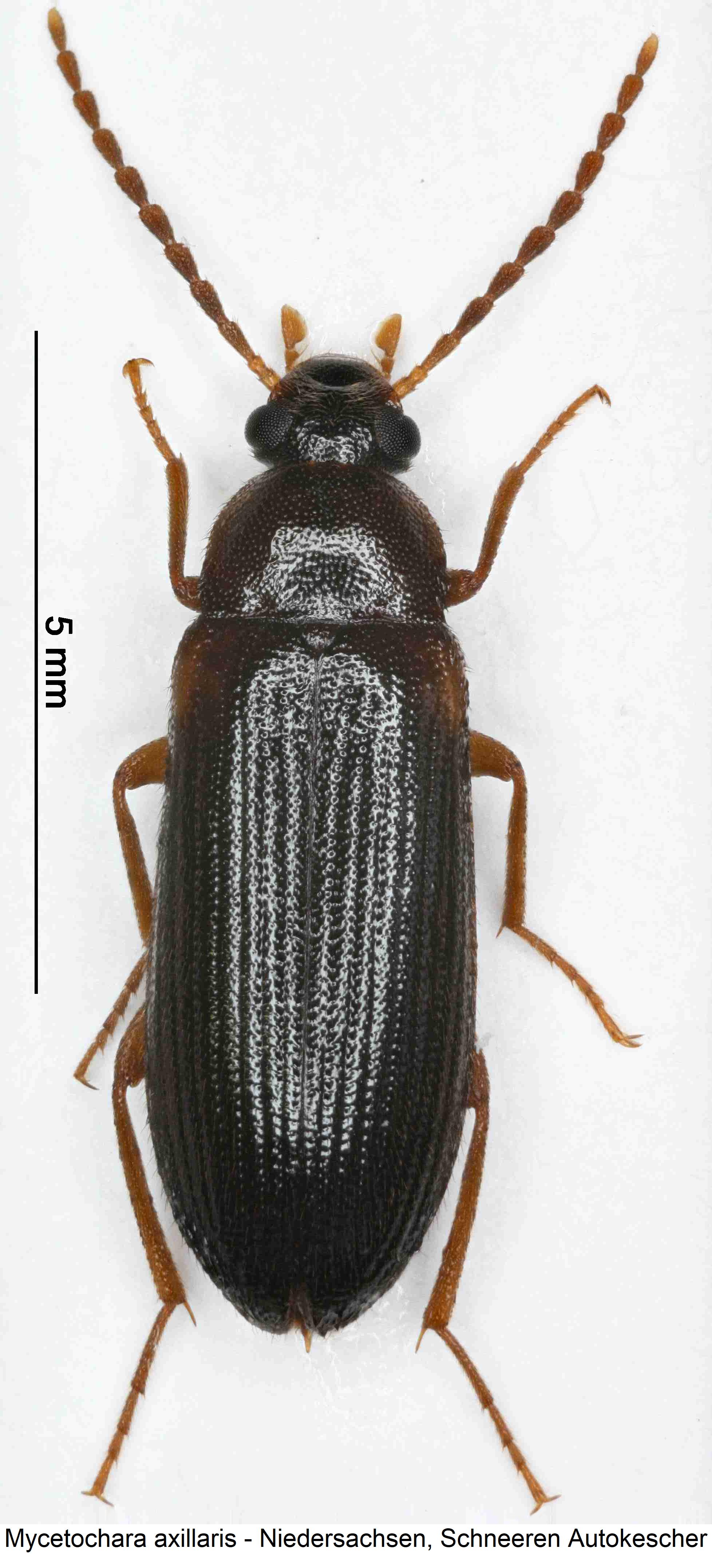 mycetochara_axillaris_hab.jpg