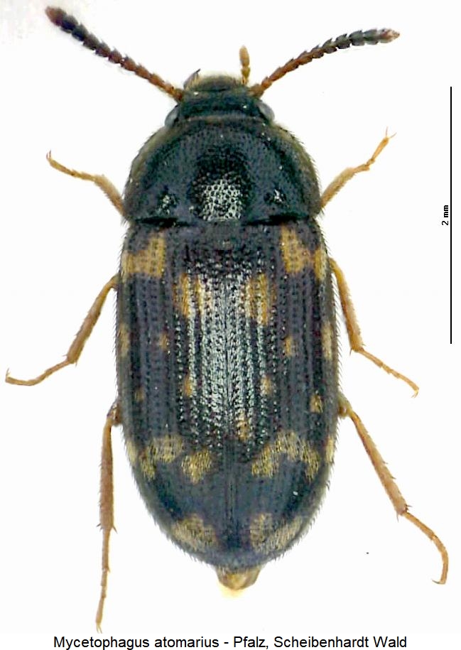 mycetophagus_atomarius_hab.jpg
