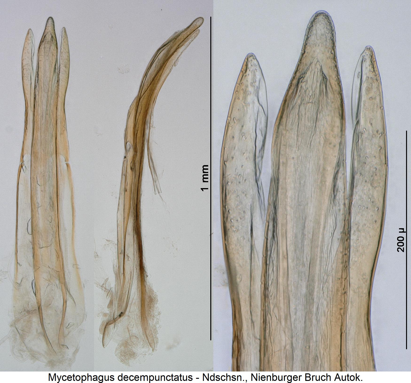 mycetophagus_decempunctatus.jpg