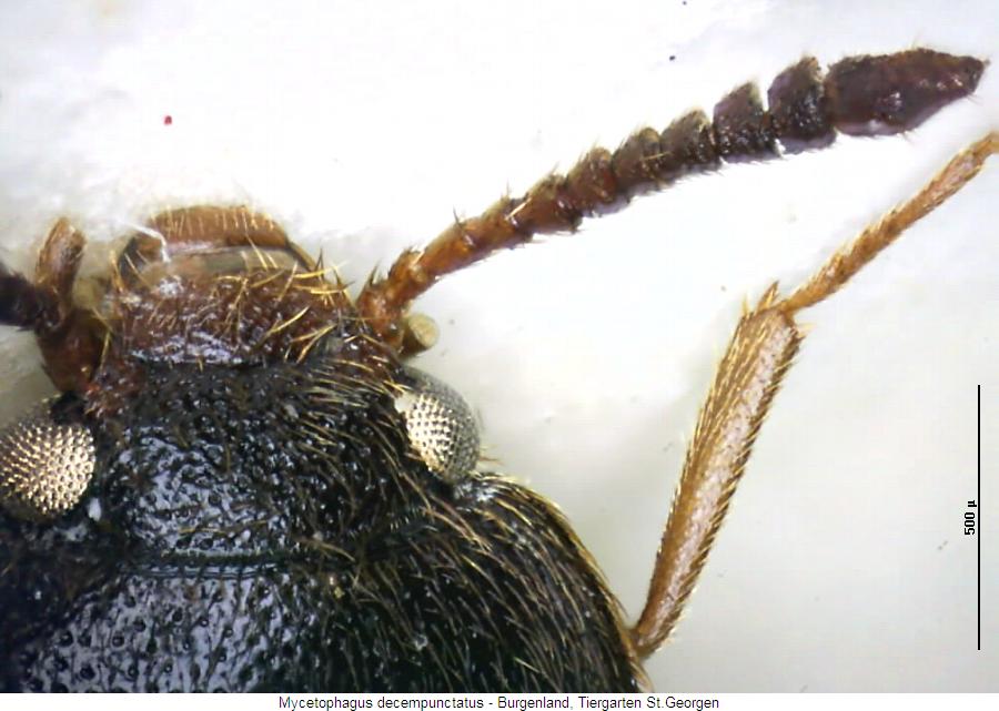 mycetophagus_decempunctatus_f.jpg