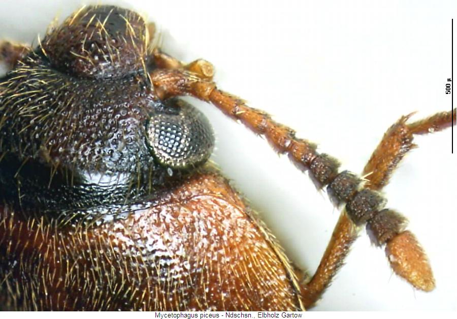 mycetophagus_piceus_f.jpg