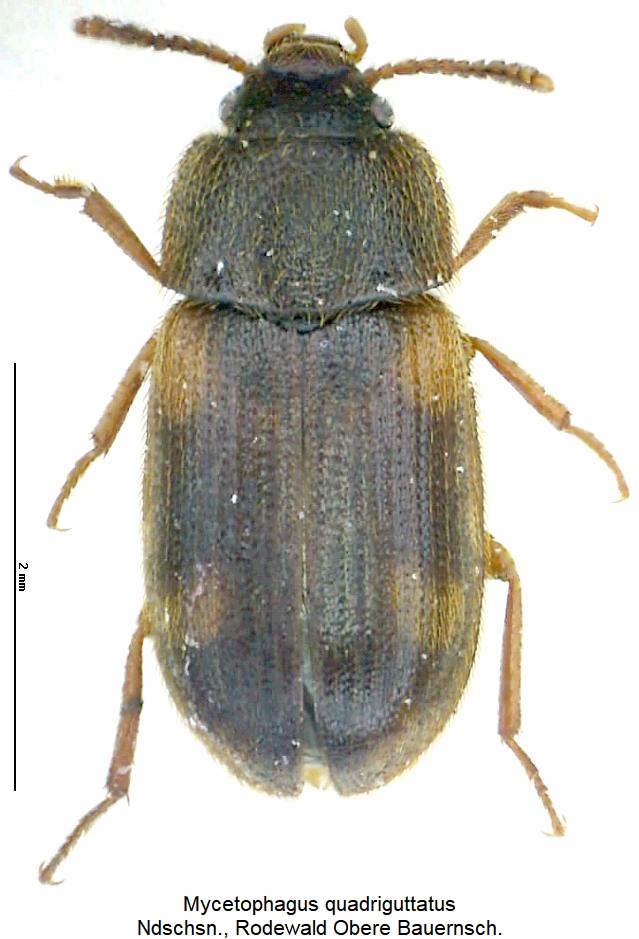 mycetophagus_quadriguttatus_hab.jpg
