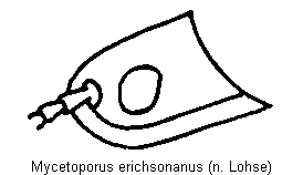 mycetoporus_erichsonanus_k.gif