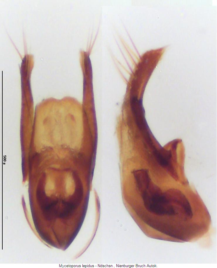 mycetoporus_lepidus.jpg