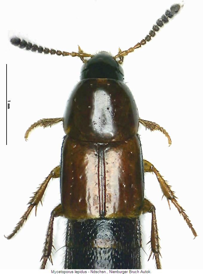 mycetoporus_lepidus_vk.jpg
