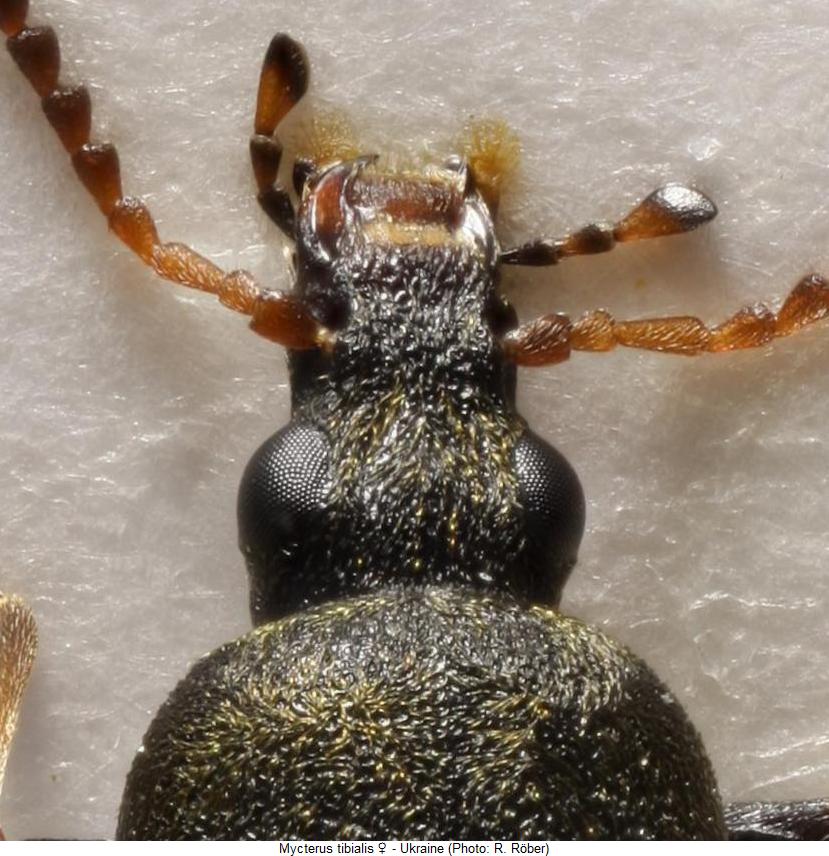 mycterus_tibialis_w_k.jpg