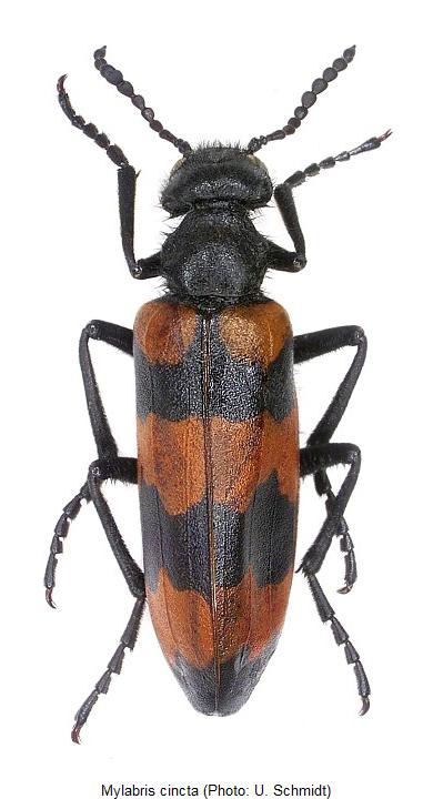 mylabris_cincta_hab.jpg