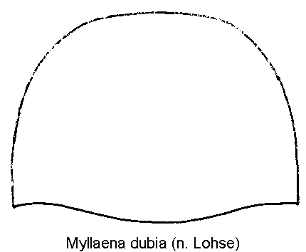 myllaena_dubia_hsch.gif