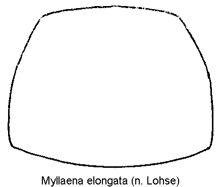 myllaena_elongata_hsch.gif