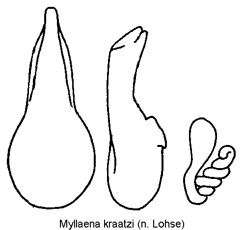 myllaena_kraatzi.gif