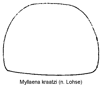 myllaena_kraatzi_hsch.gif