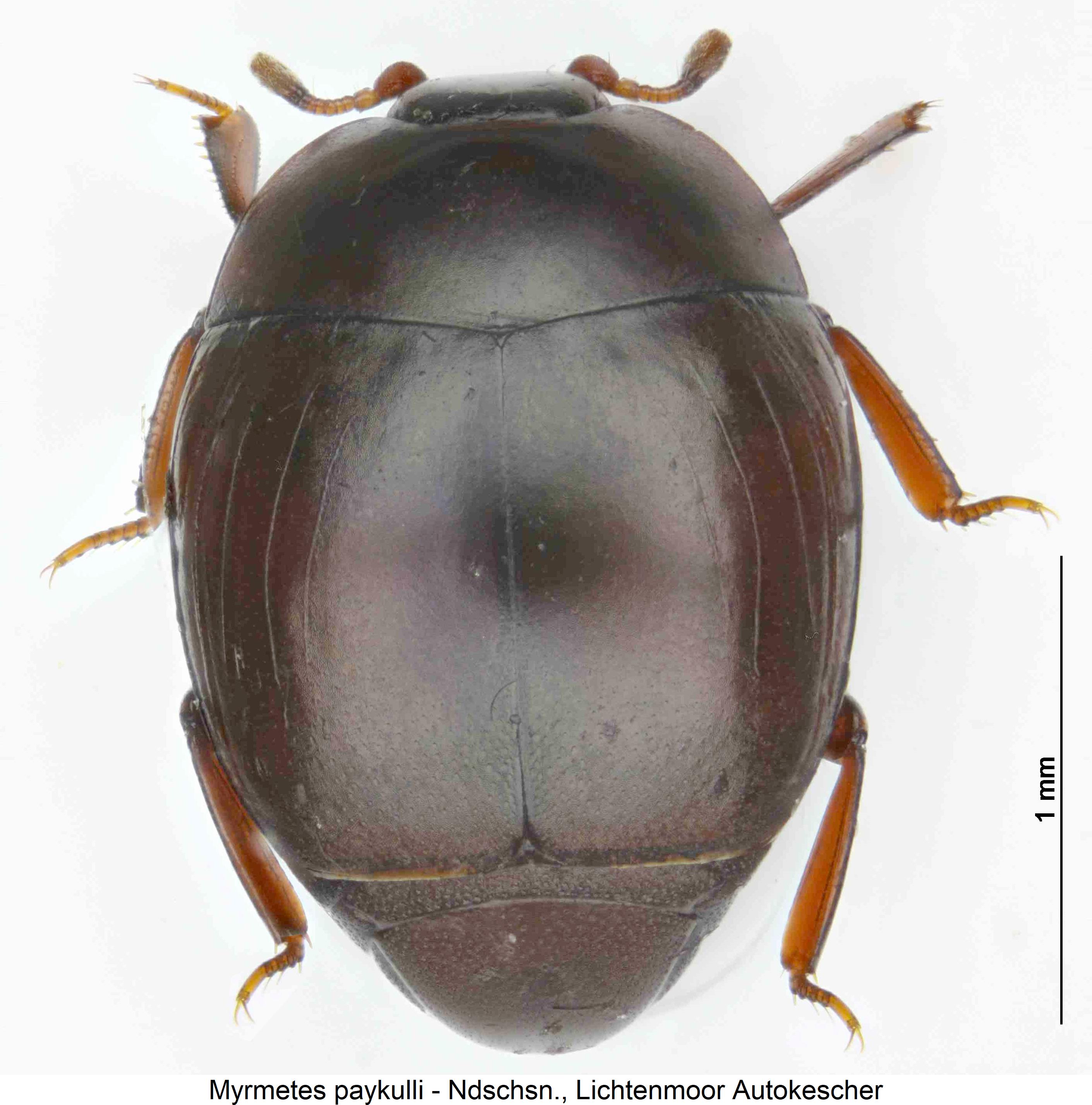 myrmetes_paykulli_hab.jpg