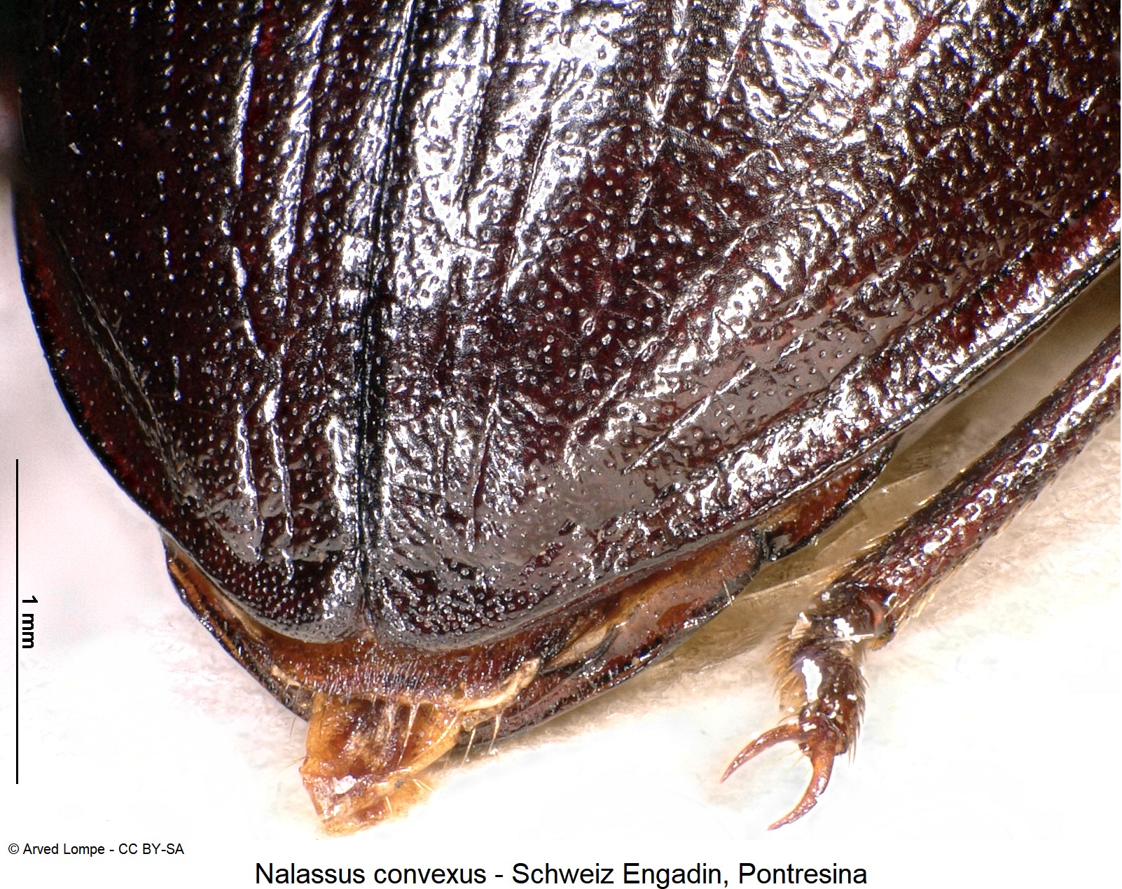nalassus_convexus_ck10305_dec.jpg