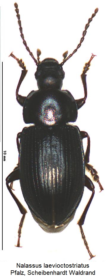 nalassus_laevioctostriatus_hab.jpg