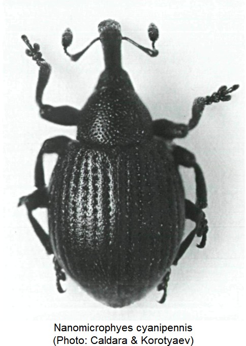nanomicrophyes_cyanipennis_hab.jpg