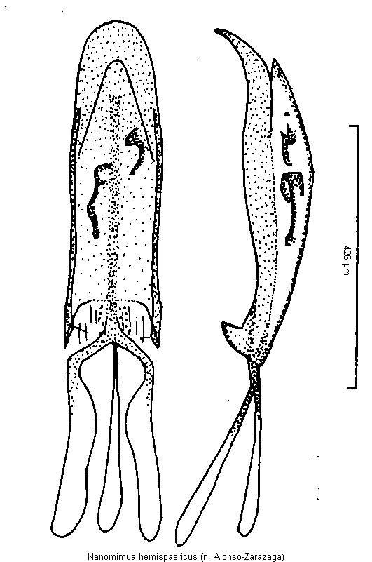nanomimua_hemispaericus.gif