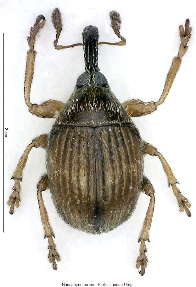nanophyes_brevis_hab.jpg