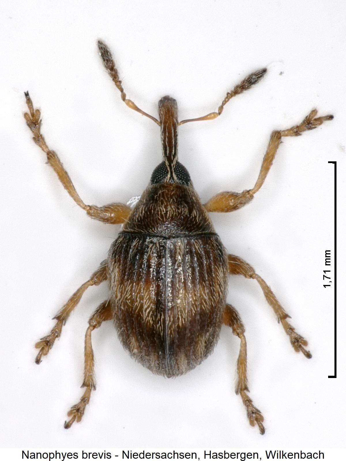 nanophyes_brevis_hab1.jpg