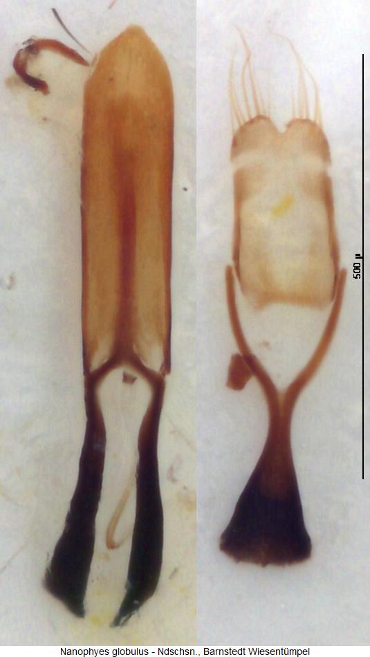 nanophyes_globulus.jpg
