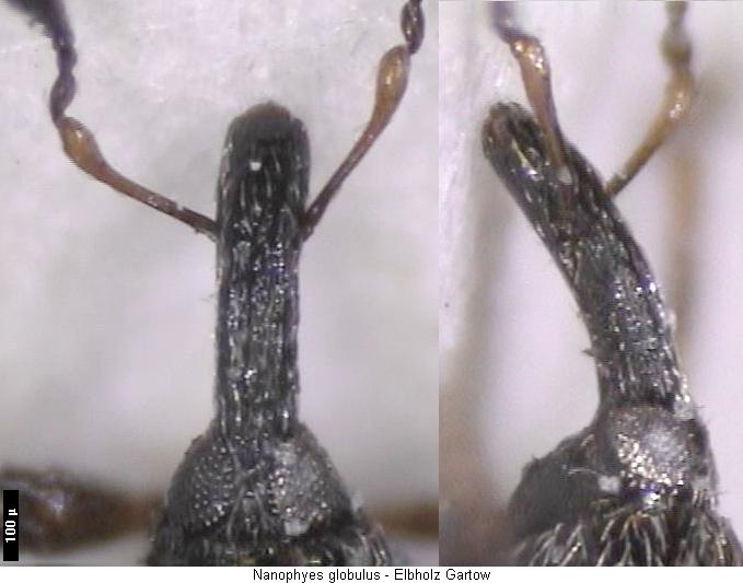 nanophyes_globulus_k.jpg