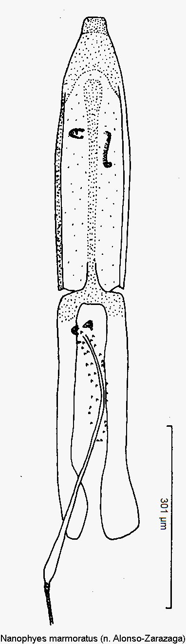 nanophyes_marmoratus1.gif