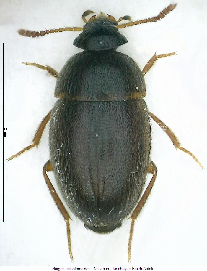 nargus_anisotomoides_hab.jpg