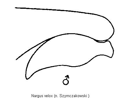 nargus_velox_hschl.gif