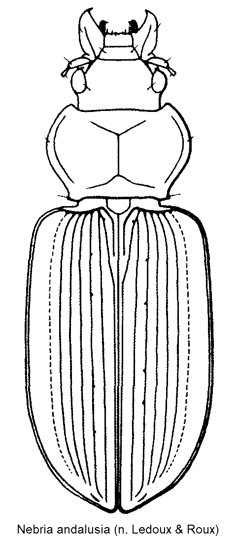 nebria_andalusia_hab.gif