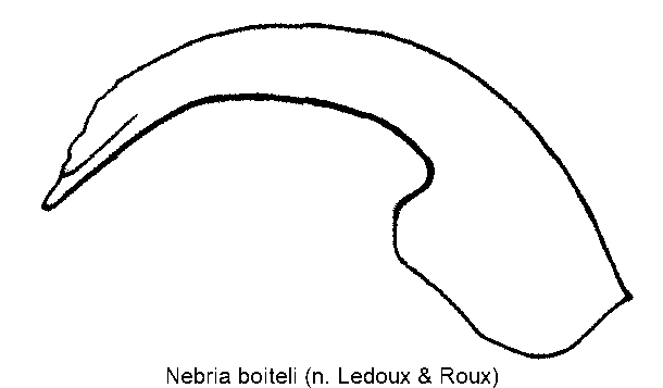 nebria_boiteli.gif