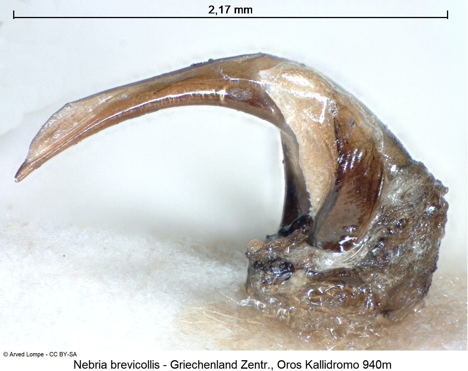 nebria_brevicollis_ck22052.jpg