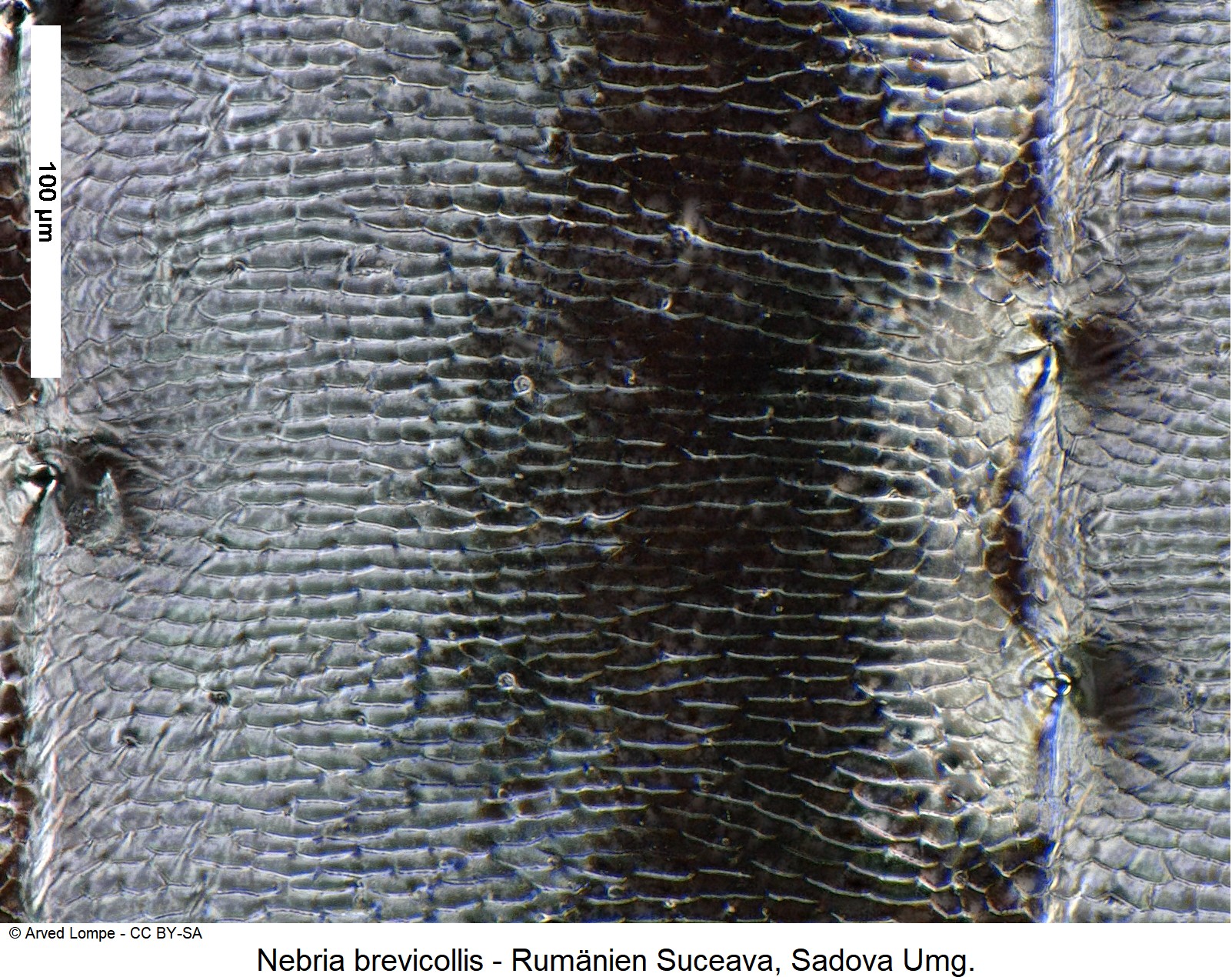 nebria_brevicollis_ck23522767_ms.jpg