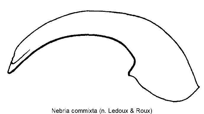 nebria_commixta.gif