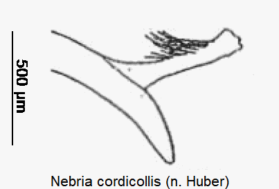 nebria_cordicollis.gif