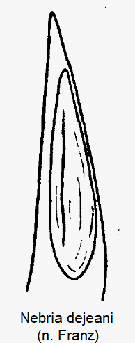 nebria_dejeanii-1.gif