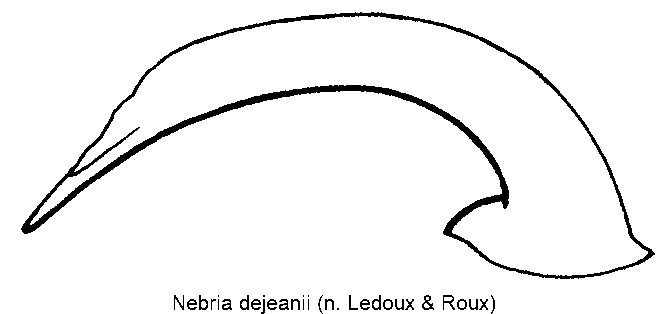 nebria_dejeanii.gif
