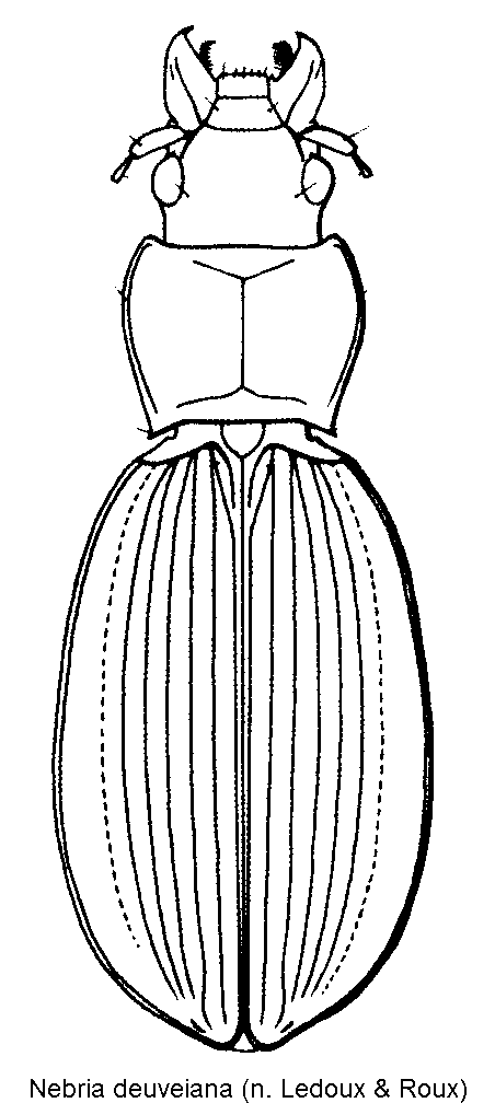 nebria_deuveiana_hab.gif