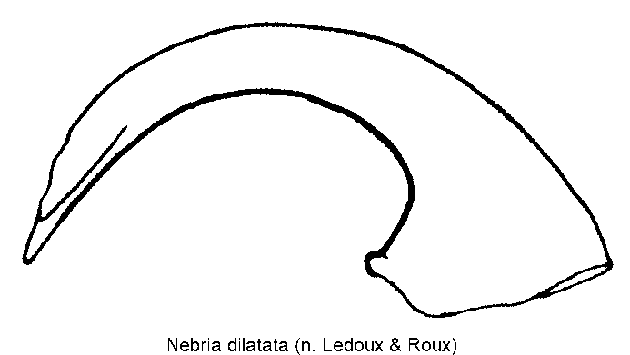 nebria_dilatata.gif