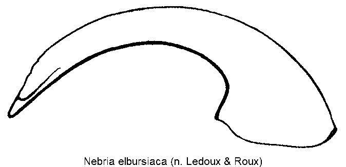 nebria_elbursiaca.gif
