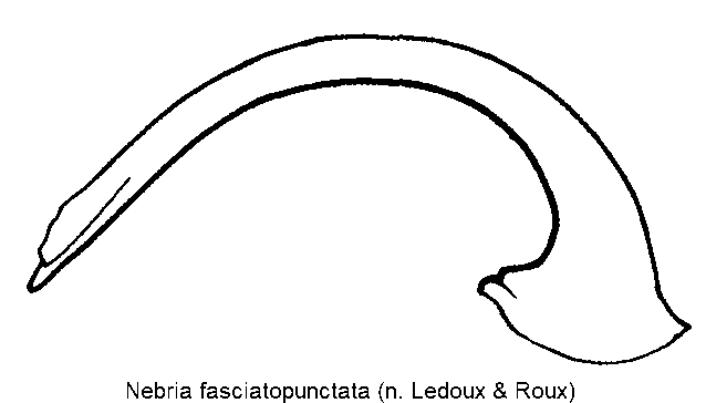 nebria_fasciatopunctata.gif