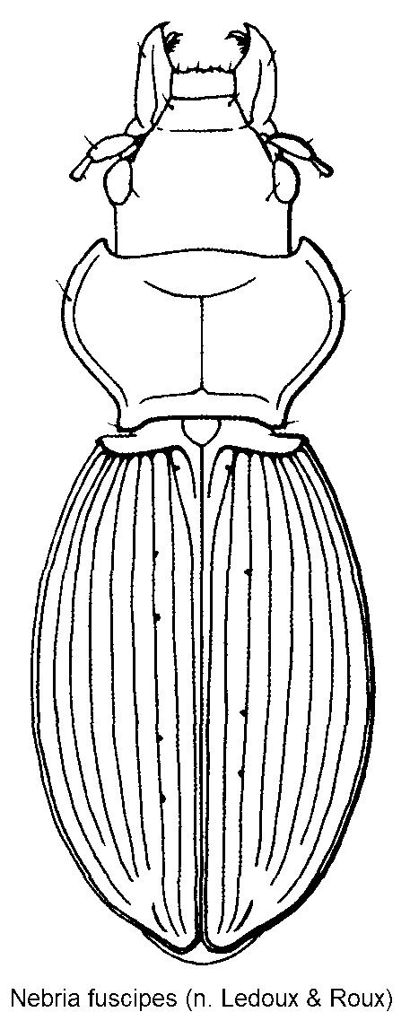 nebria_fuscipes_hab.gif