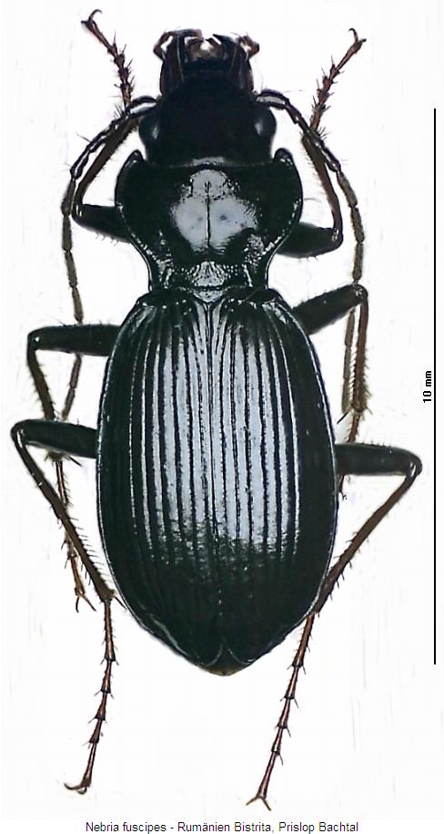 nebria_fuscipes_hab.jpg