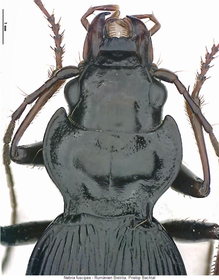 nebria_fuscipes_vk.jpg
