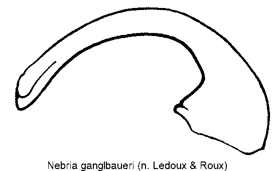 nebria_ganglbaueri.gif