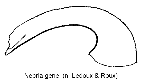 nebria_genei.gif