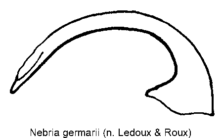nebria_germarii.gif