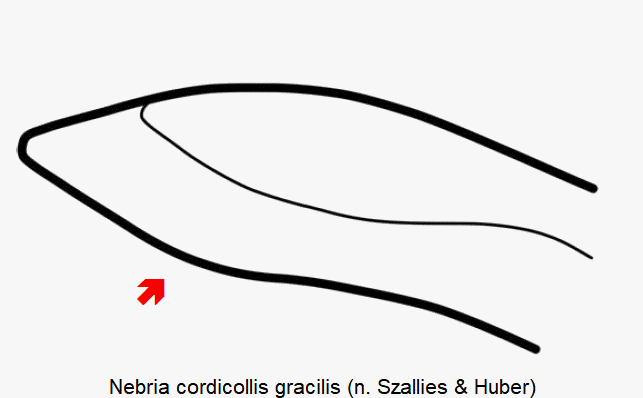 nebria_gracilis.gif
